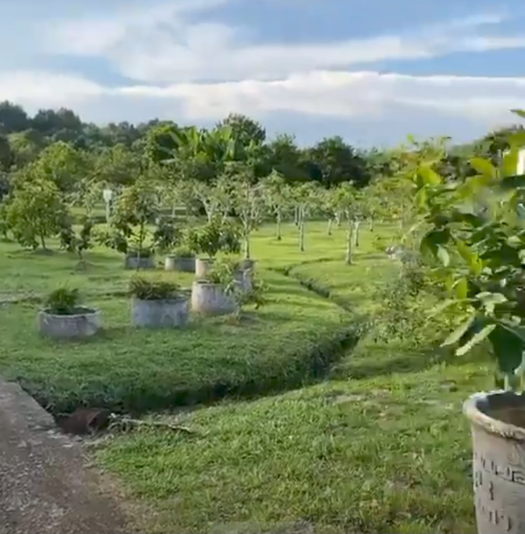 Destinasi Edukasi dan Wisata Bukit Manuk : Keanekaragaman Buah Buahan